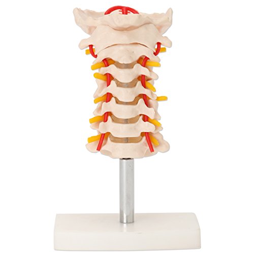 Amazon.co.jp: 7ウェルネ 頸椎模型 実物大 [ 人体模型 骨格模型 骨格